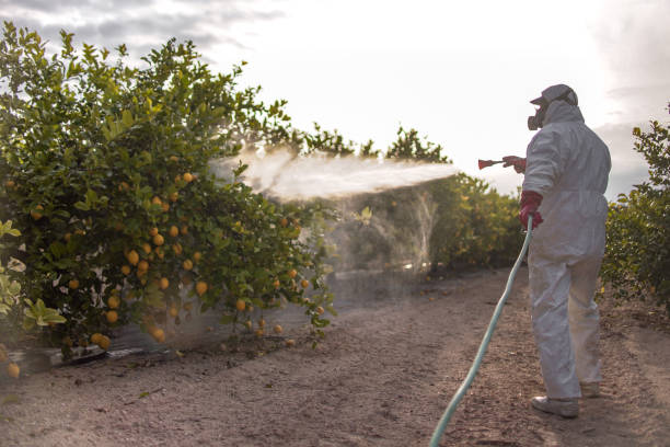 Best Bed Bug Extermination  in Delcambre, LA