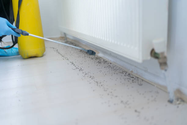 Best Termite Control Services  in Delcambre, LA